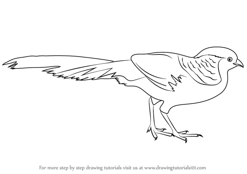 Learn How to Draw a Golden pheasant Birds Step by Step  Drawing ...