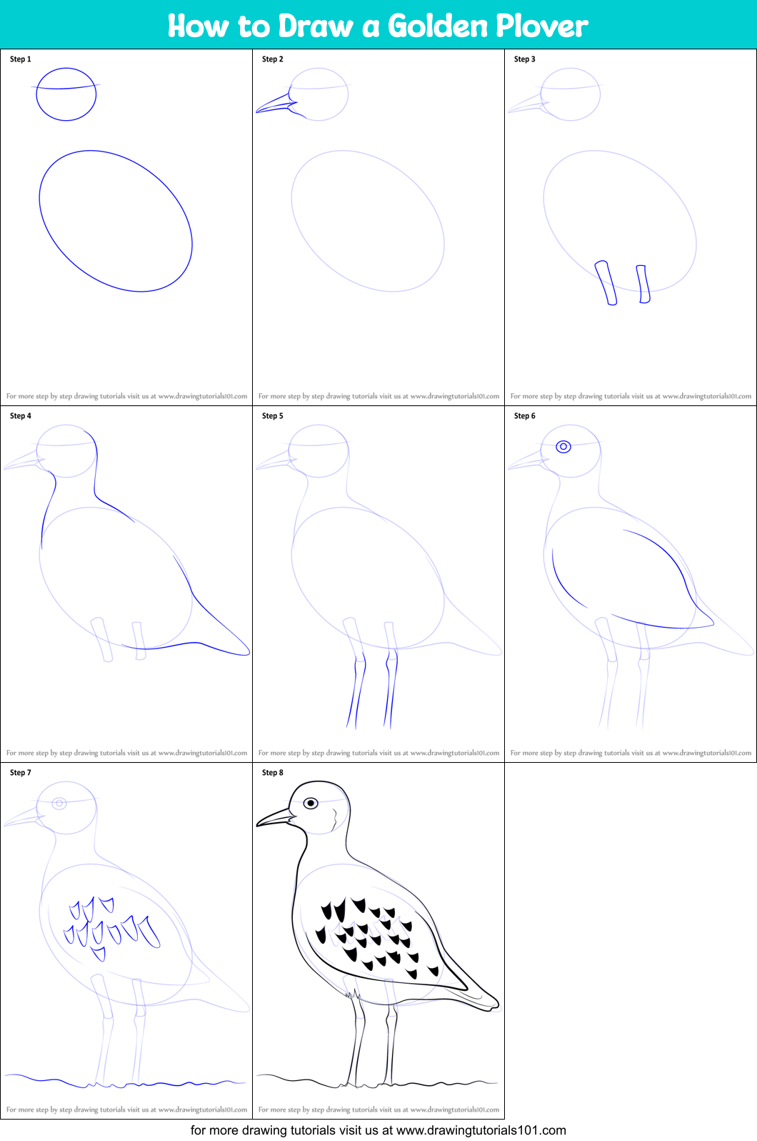 How to Draw a Golden Plover Printable Step by Step