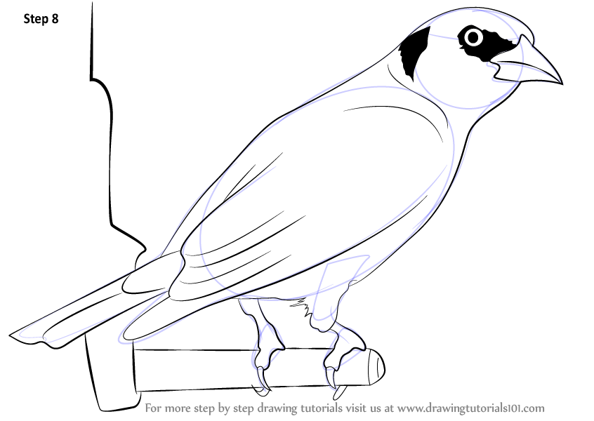 Learn How to Draw a Goldfinch (Birds) Step by Step : Drawing Tutorials
