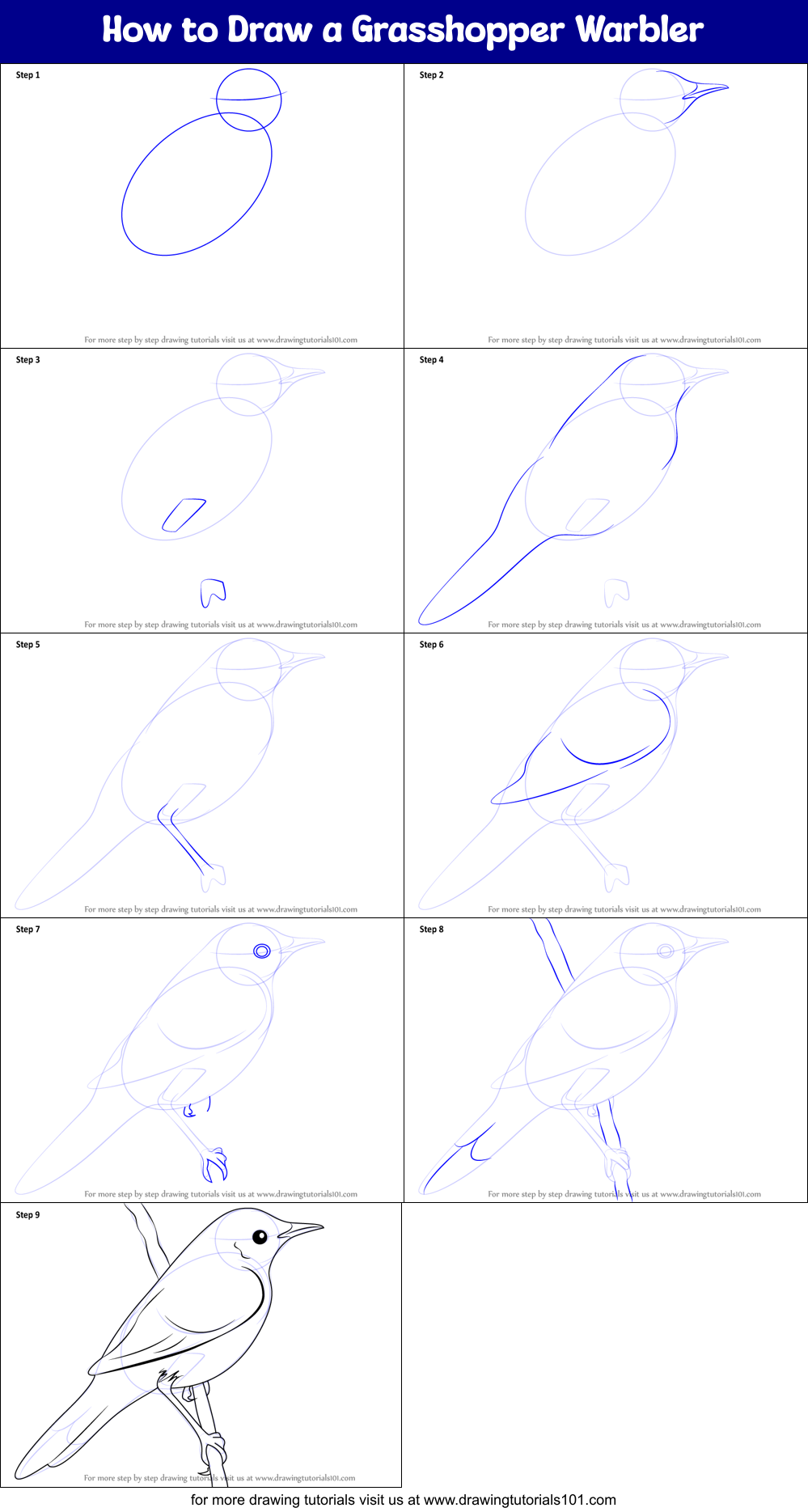 How to Draw a Grasshopper Warbler Printable Step by Step
