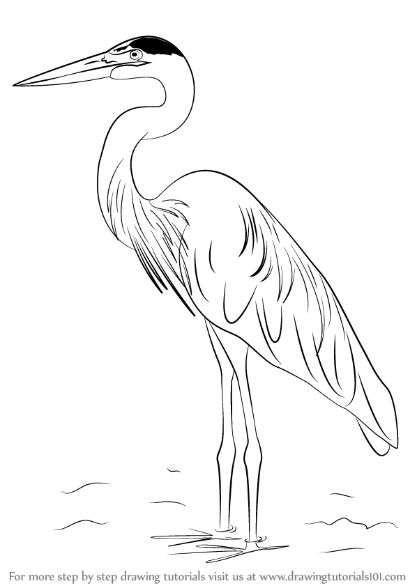 how to draw a great blue heron