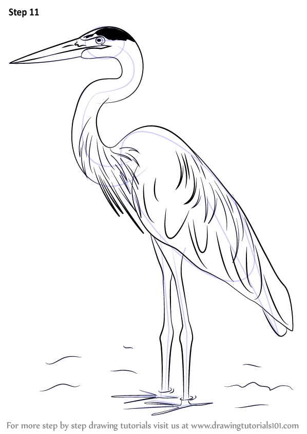 Learn How to Draw a Great Blue Heron (Birds) Step by Step : Drawing