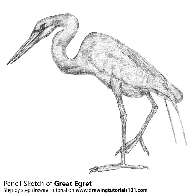 Pencil Sketch of Great Egret - Pencil Drawing