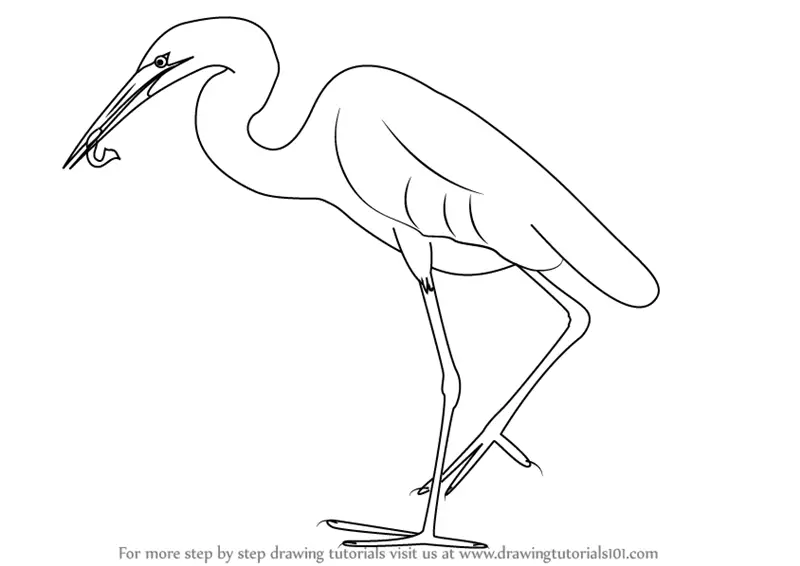 Learn How to Draw a Great Egret (Birds) Step by Step : Drawing Tutorials