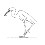 How to Draw a Great Egret