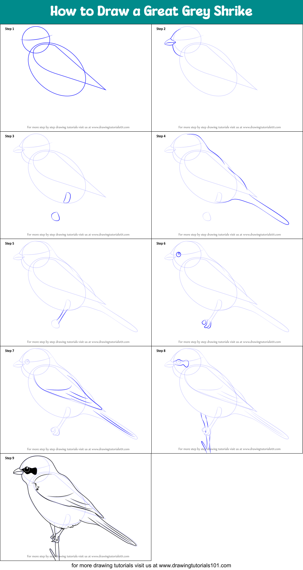 How to Draw a Great Grey Shrike Printable Step by Step