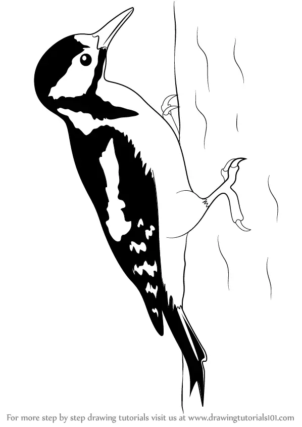 Step by Step How to Draw a Great Spotted Woodpecker