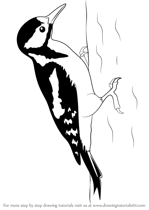 Learn How to Draw a Great Spotted Woodpecker (Birds) Step by Step