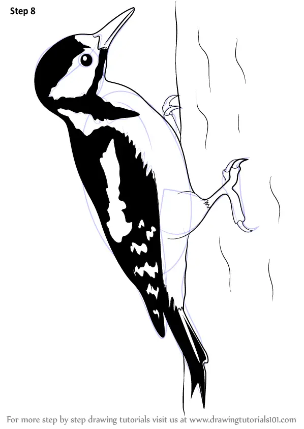 Learn How to Draw a Great Spotted Woodpecker (Birds) Step by Step