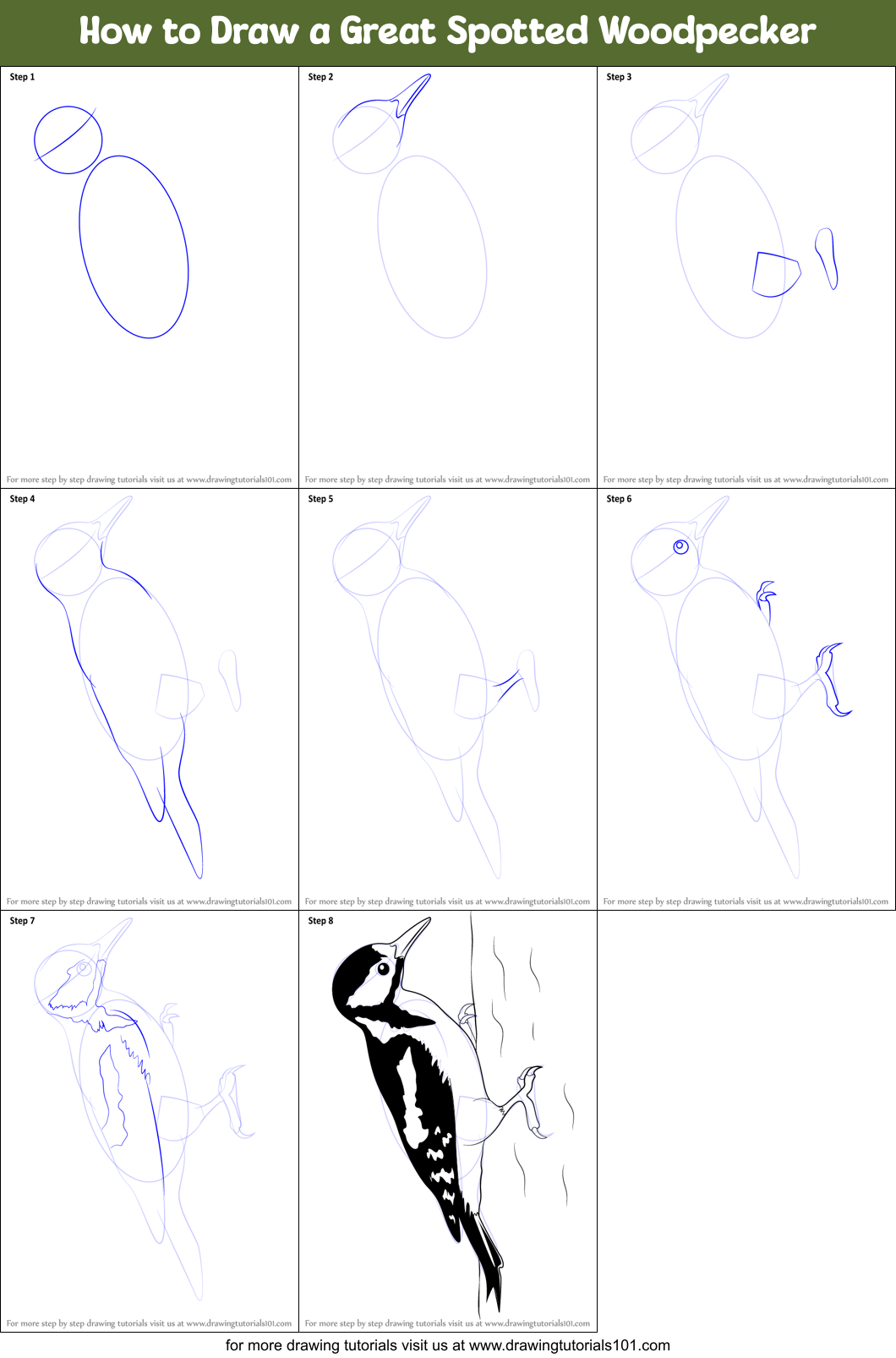 How to Draw a Great Spotted Woodpecker Printable Step by Step