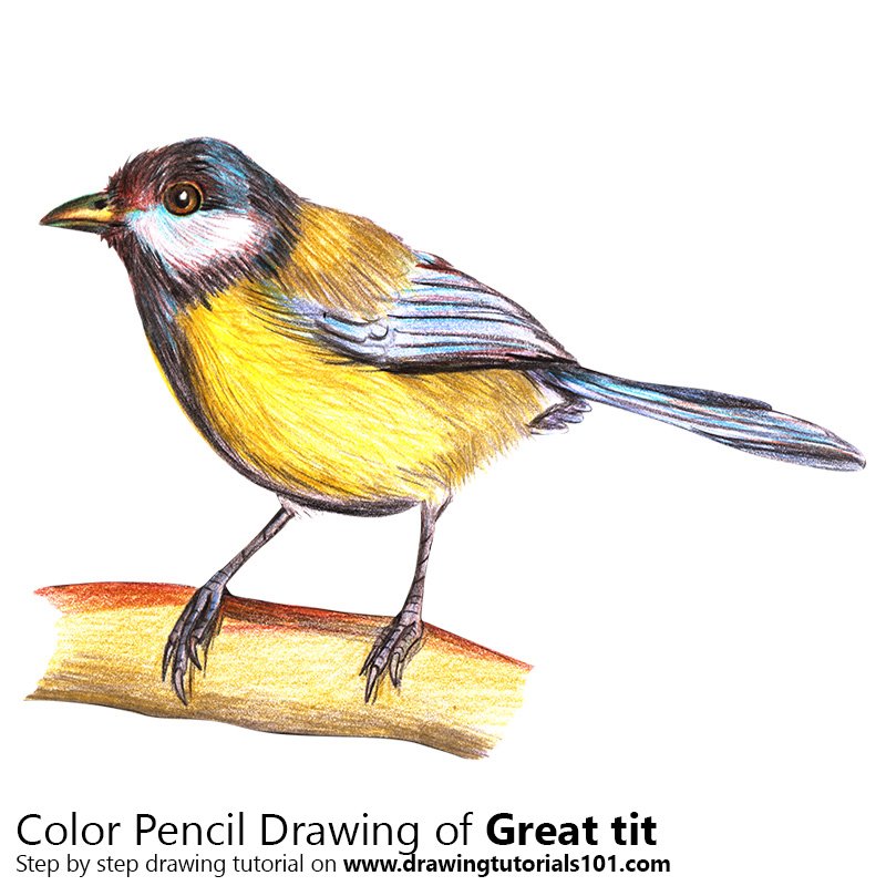 How to Draw a Great Tit by Color Pencils