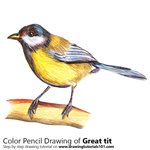 How to Draw a Great Tit