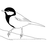 How to Draw a Great Tit