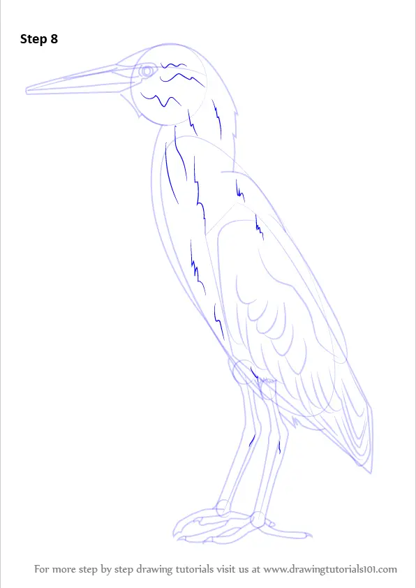 Step by Step How to Draw a Green Heron : DrawingTutorials101.com