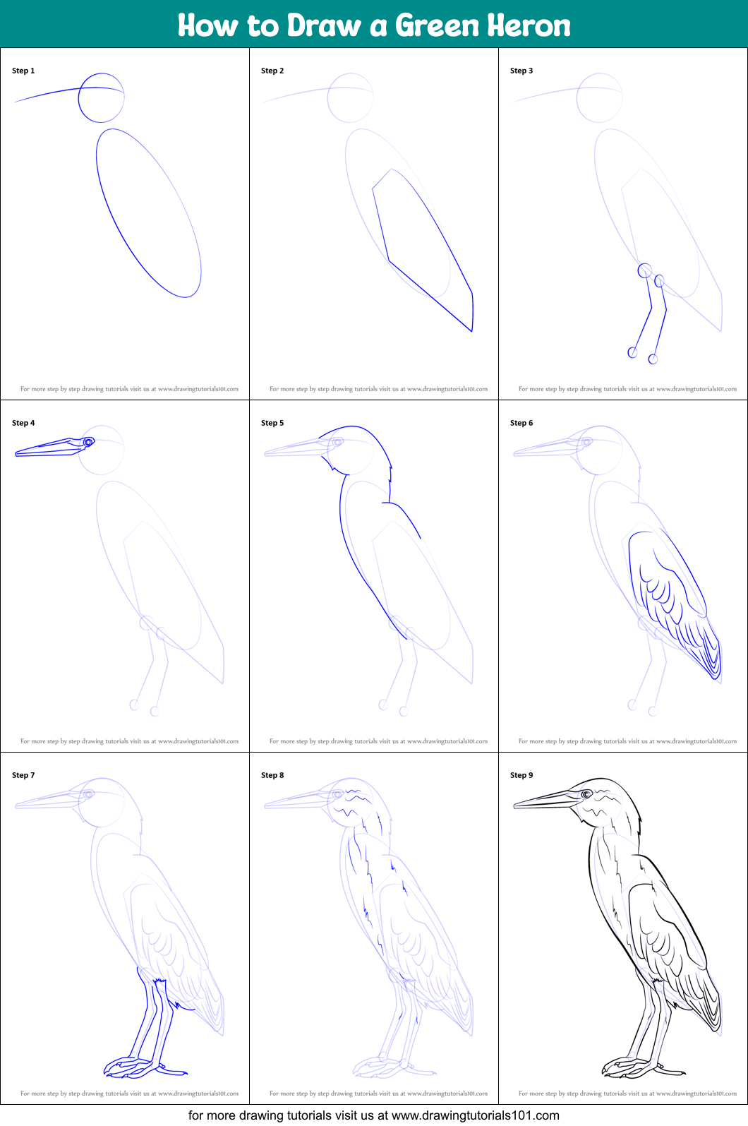 How to Draw a Green Heron Printable Step by Step