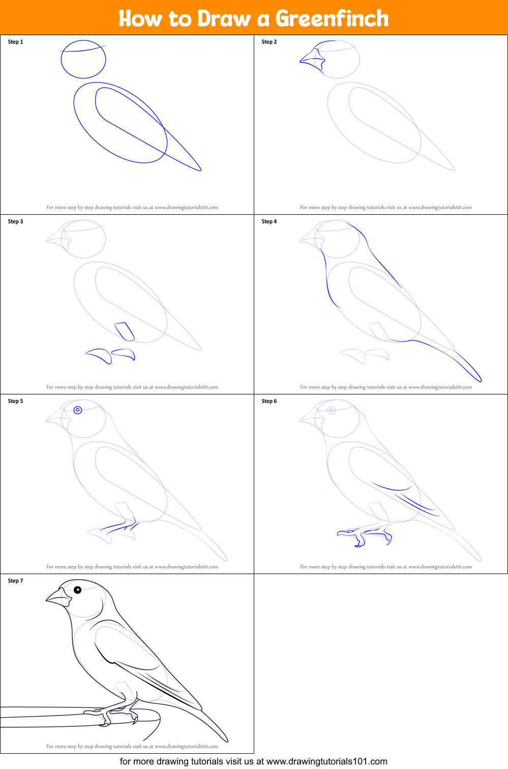 How to Draw a Greenfinch Printable Step by Step