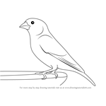 How to Draw a Greenfinch