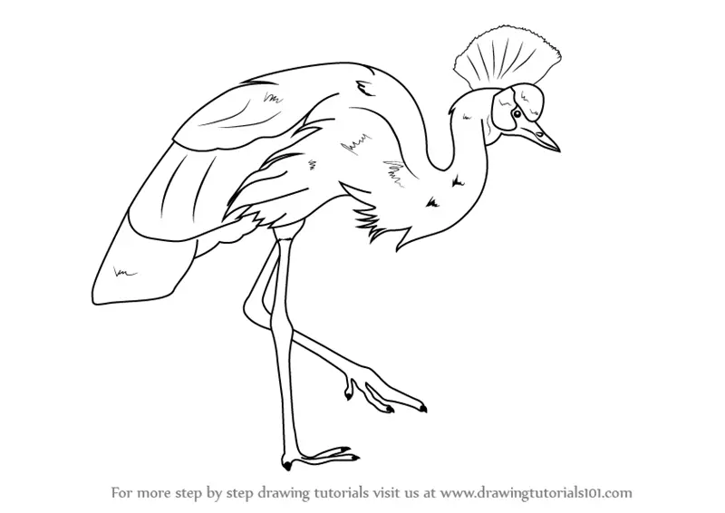 crane crowned grey drawing draw step