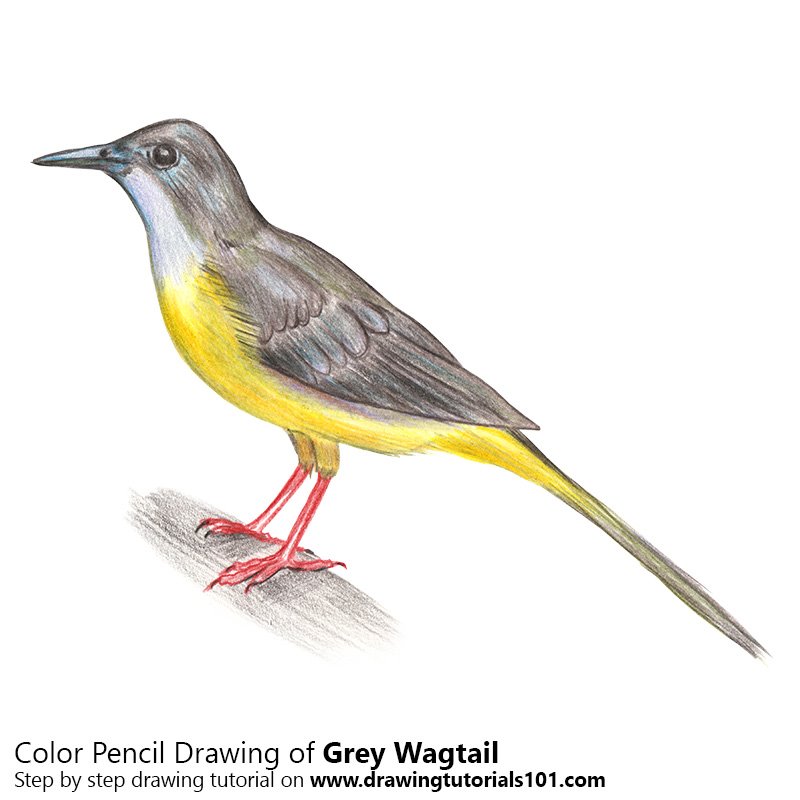 How to Draw a Grey Wagtail by Color Pencils
