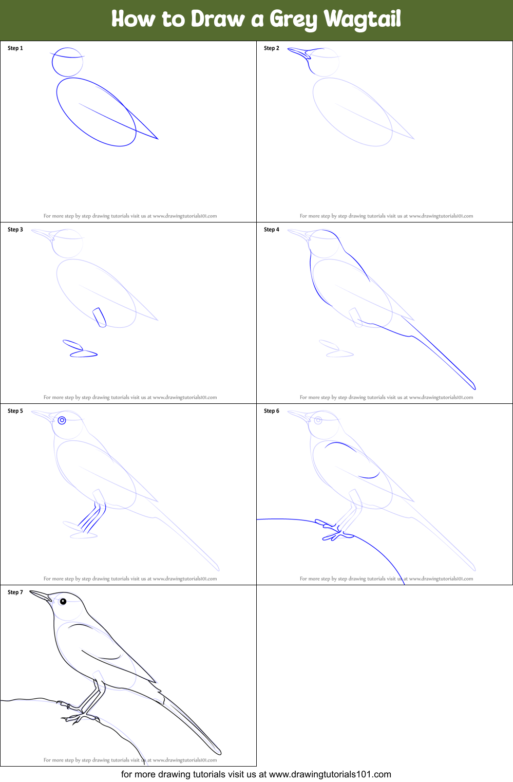 How to Draw a Grey Wagtail Printable Step by Step