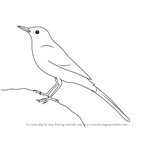 How to Draw a Grey Wagtail