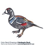 How to Draw a Harlequin Duck