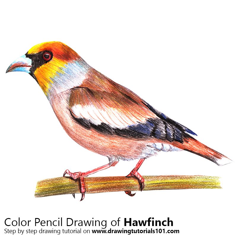 How to Draw a Hawfinch by Color Pencils