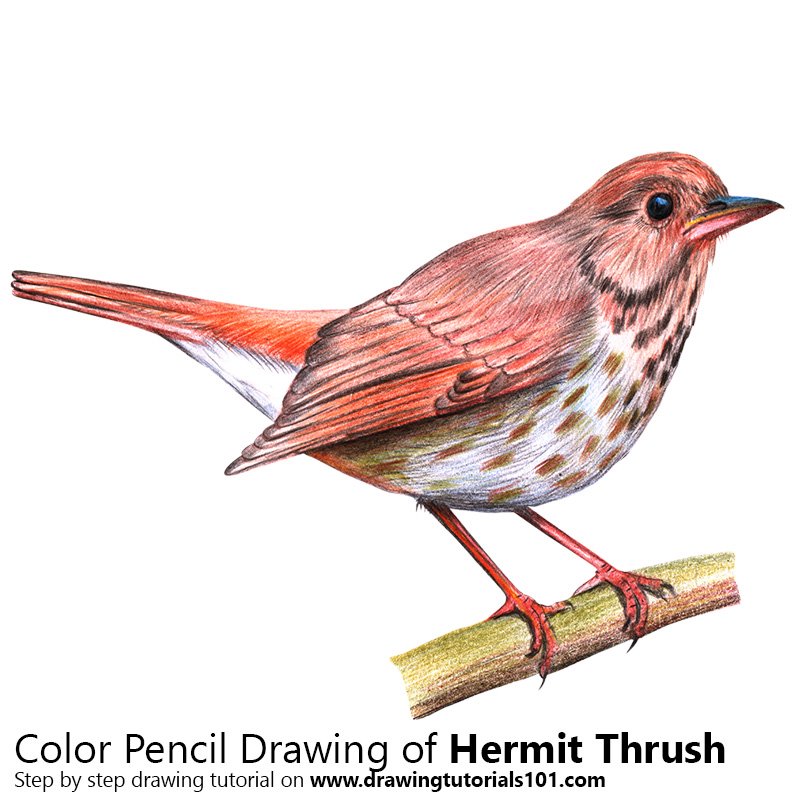 How to Draw a Hermit Thrush by Color Pencils