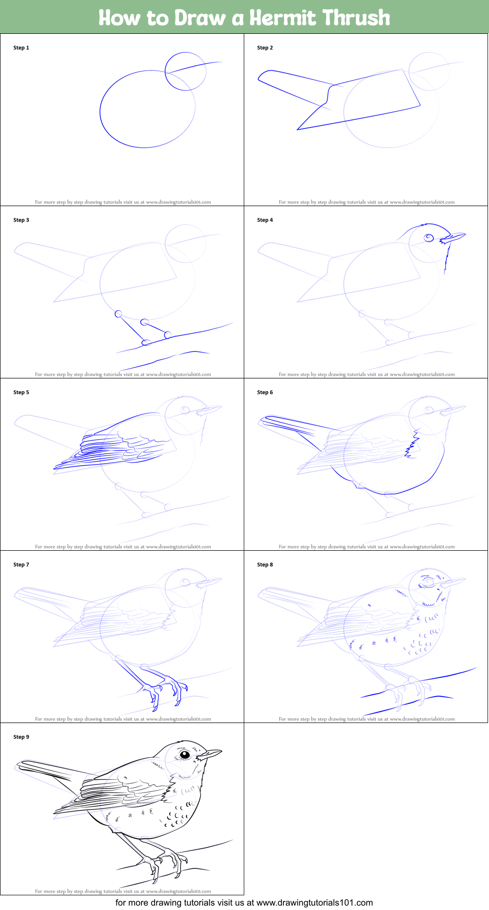 How to Draw a Hermit Thrush Printable Step by Step