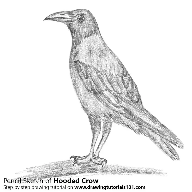 Hooded Crow Pencil Drawing How to Sketch Hooded Crow using Pencils
