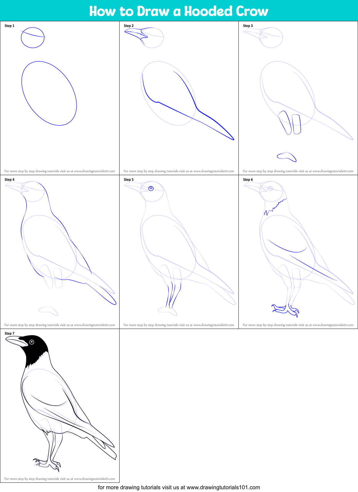 How to Draw a Hooded Crow printable step by step drawing sheet