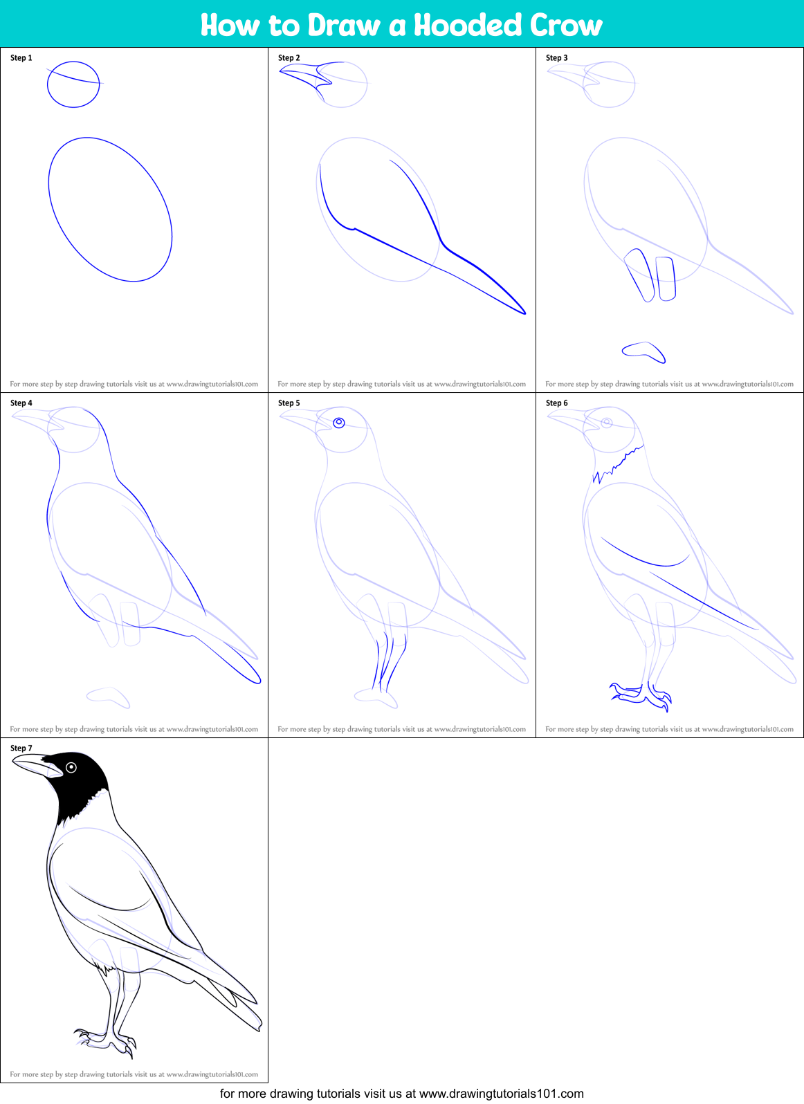 How to Draw a Hooded Crow Printable Step by Step