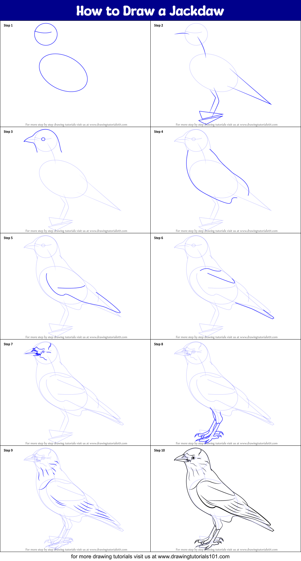 How to Draw a Jackdaw Printable Step by Step