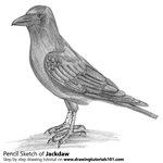 How to Draw a Jackdaw