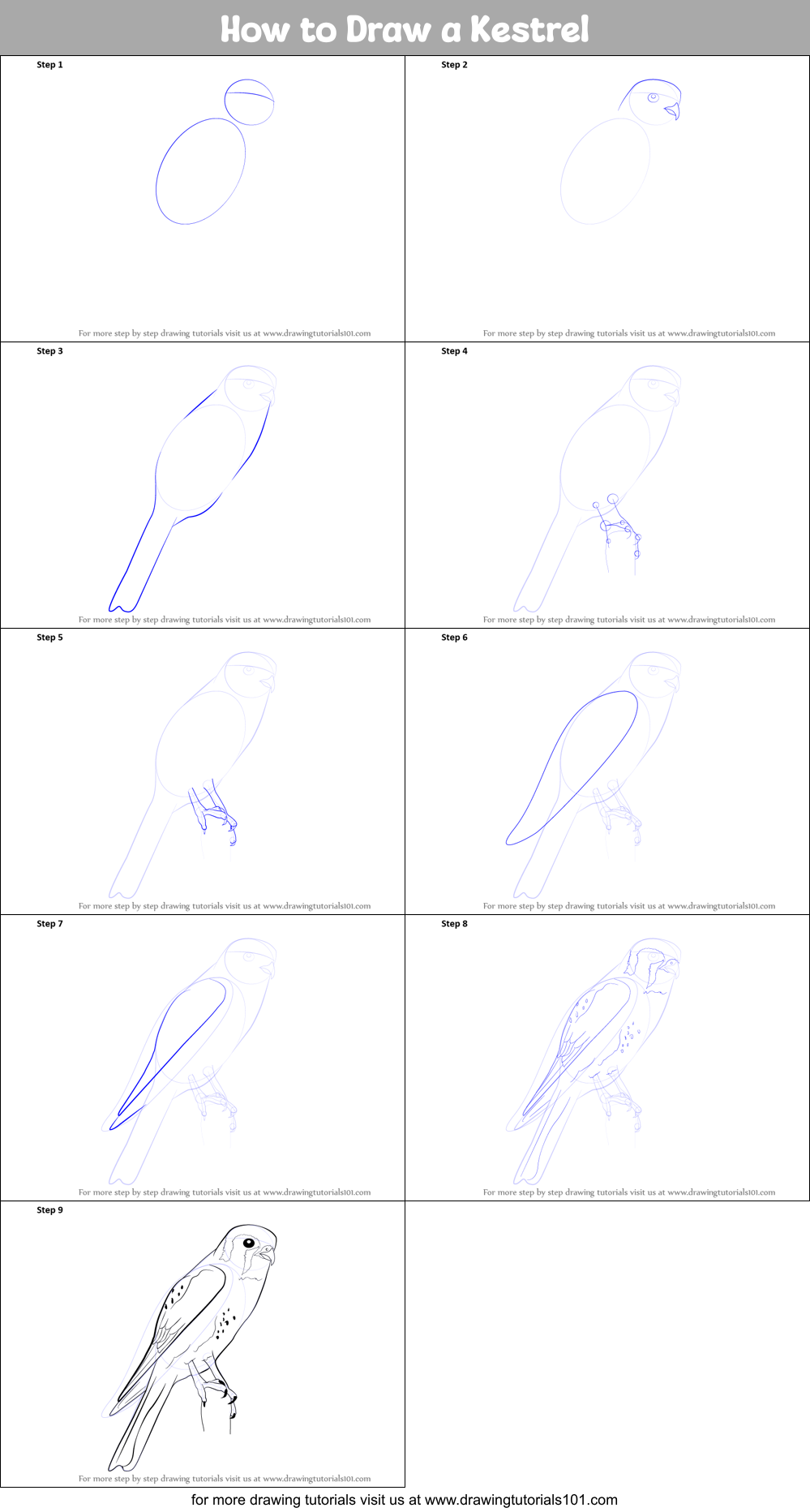 How to Draw a Kestrel Printable Step by Step