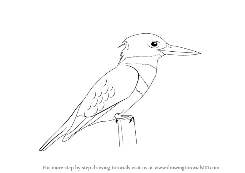 Kingfisher #1 - Pencil Drawing - red-amber65 - Drawings & Illustration,  Animals, Birds, & Fish, Birds, Kingfisher - ArtPal