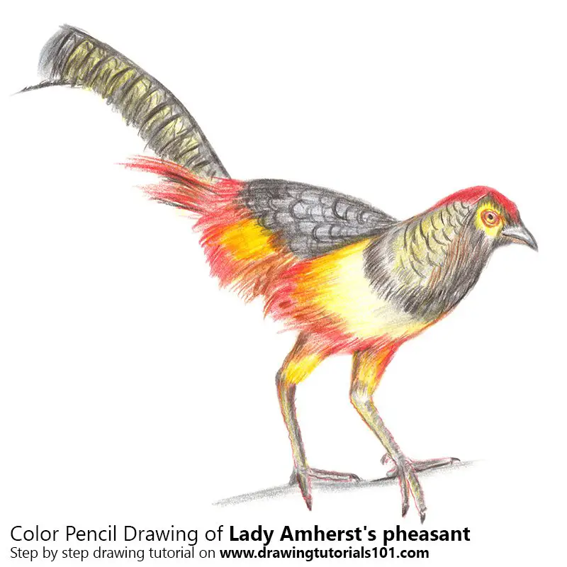 Lady Amherst's Pheasant Color Pencil Drawing