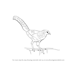 How to Draw a Lady Amherst's Pheasant