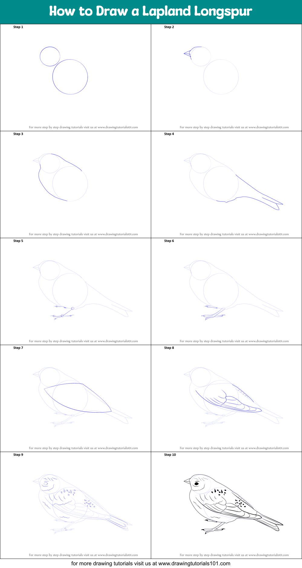 How to Draw a Lapland Longspur Printable Step by Step