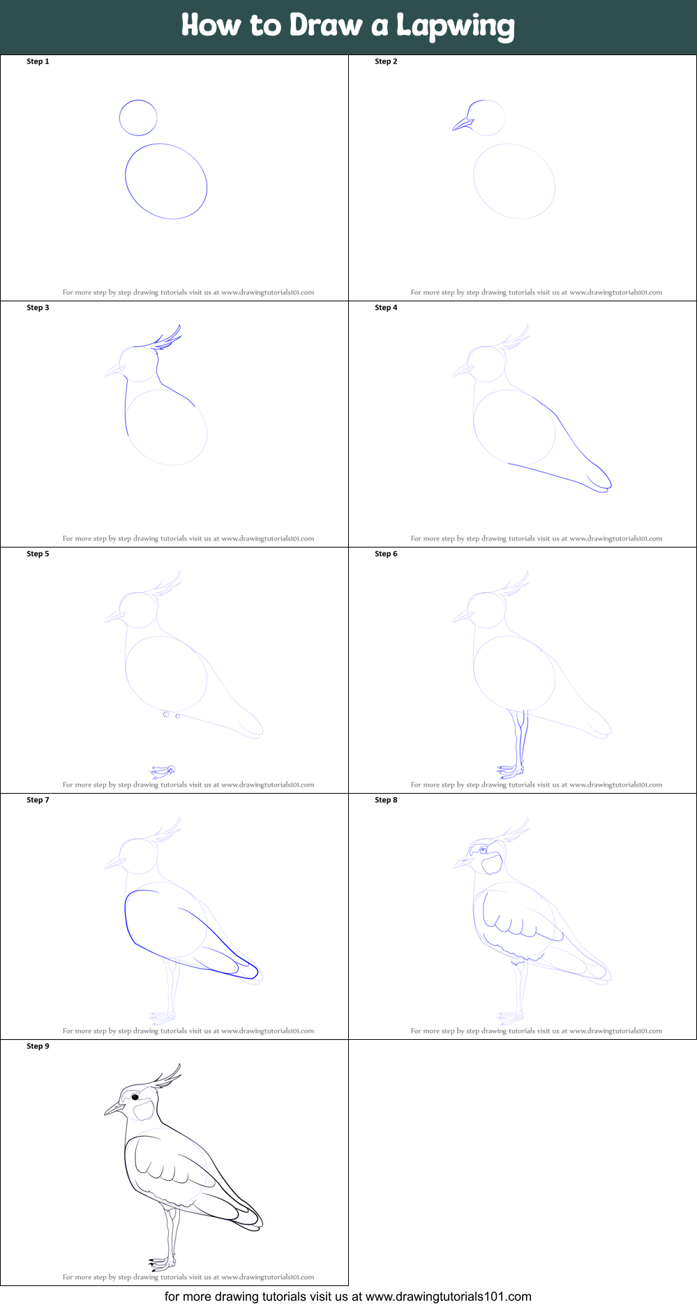 How to Draw a Lapwing Printable Step by Step