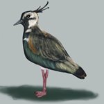How to Draw a Lapwing