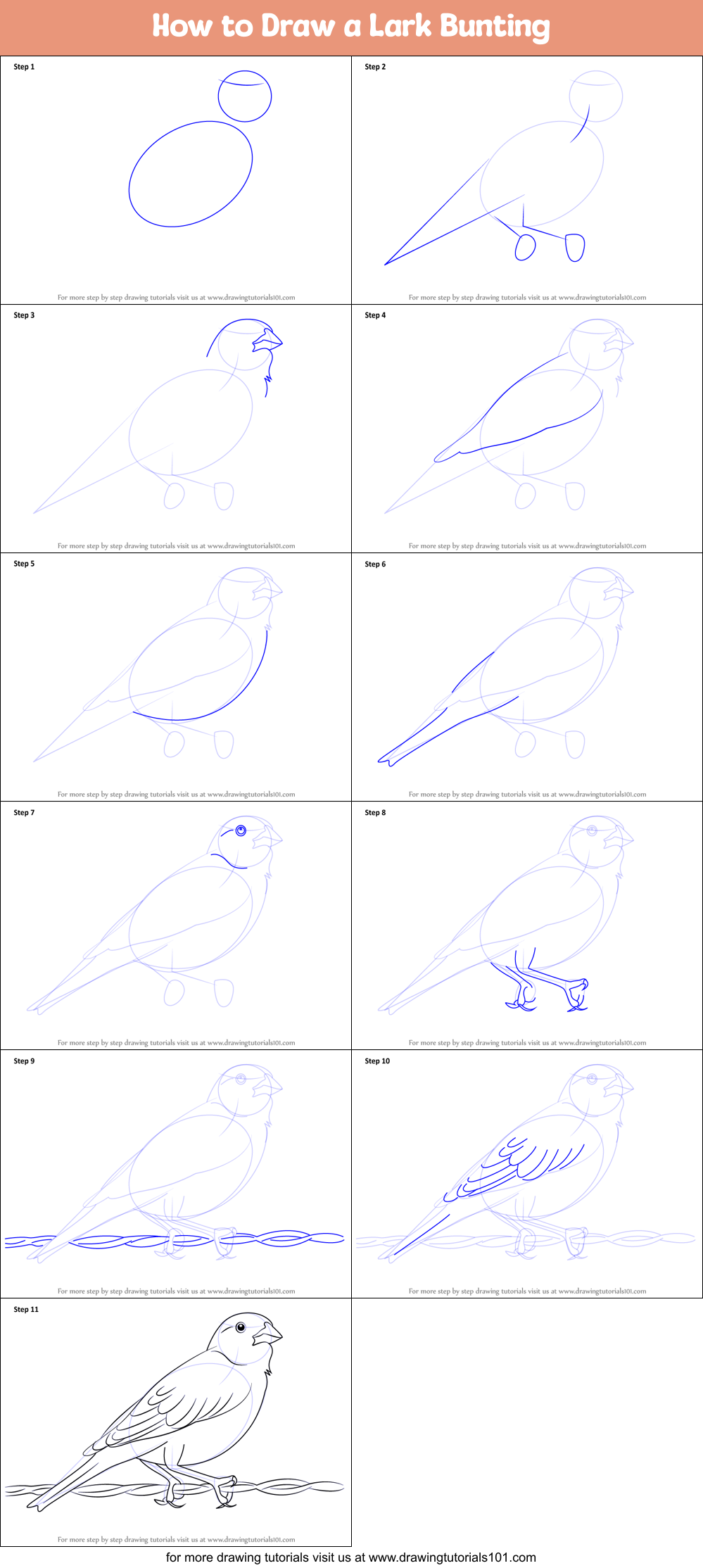 How to Draw a Lark Bunting Printable Step by Step