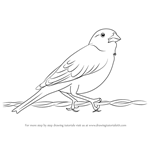 How to Draw a Lark Bunting