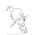 How to Draw a Laughing Dove