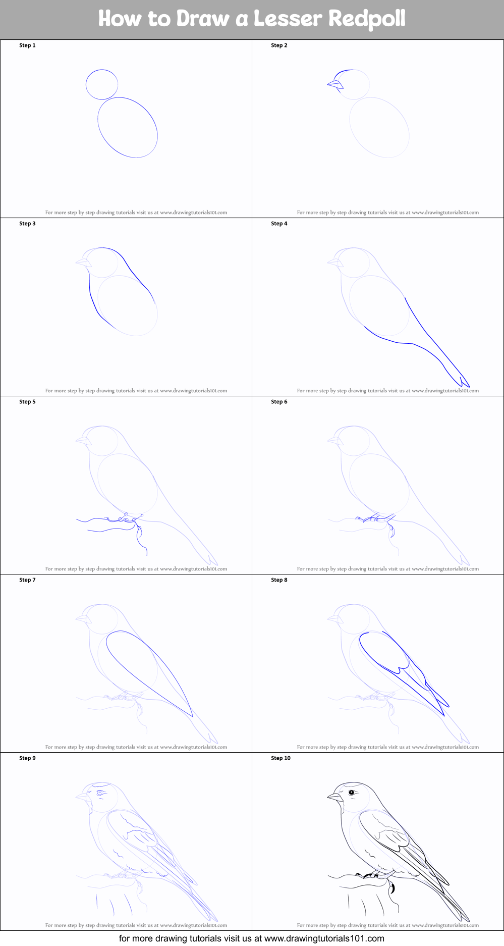 How to Draw a Lesser Redpoll Printable Step by Step