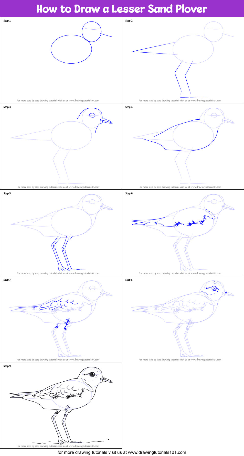How to Draw a Lesser Sand Plover Printable Step by Step