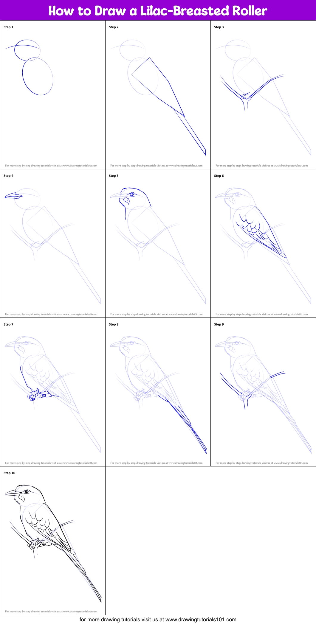 How to Draw a Lilac-Breasted Roller Printable Step by Step