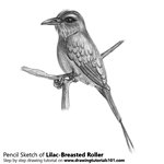 How to Draw a Lilac-Breasted Roller