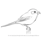 How to Draw a Loggerhead Shrike