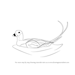How to Draw a Long-tailed Duck